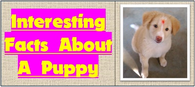 Interesting Facts about a Puppy to Know