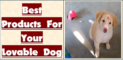 Best Products for Your Lovable Dog