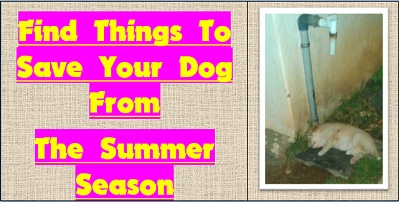Few Thing to Save your Dog from Summer Season