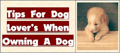 Best Tips for Dog Lovers to Owning a Dog