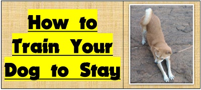 How to Train Your Dog to Stay Good