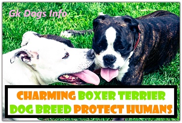 Charming Boxer Terrier Dog Breed Protect Humans