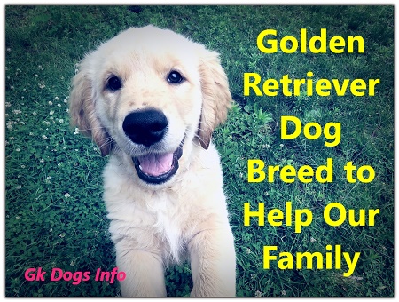Golden Retriever Dog Breed to Help Our Family
