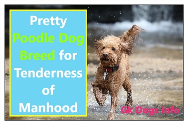 Pretty Poodle Dog Breed for Tenderness of Manhood