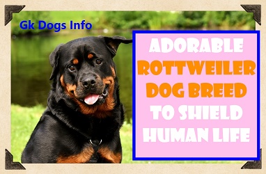 Adorable Rottweiler Dog Breed to Shield Human Life